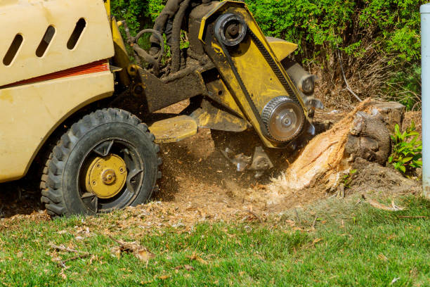 Reliable West Hill, OH Tree Removal Solutions