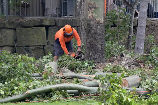 How Our Tree Care Process Works  in  West Hill, OH